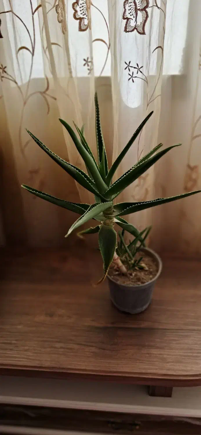 گل آپارتمانی همراه باجوانه های فراوان|گل و گیاه طبیعی|سبزوار, فیاض|دیوار