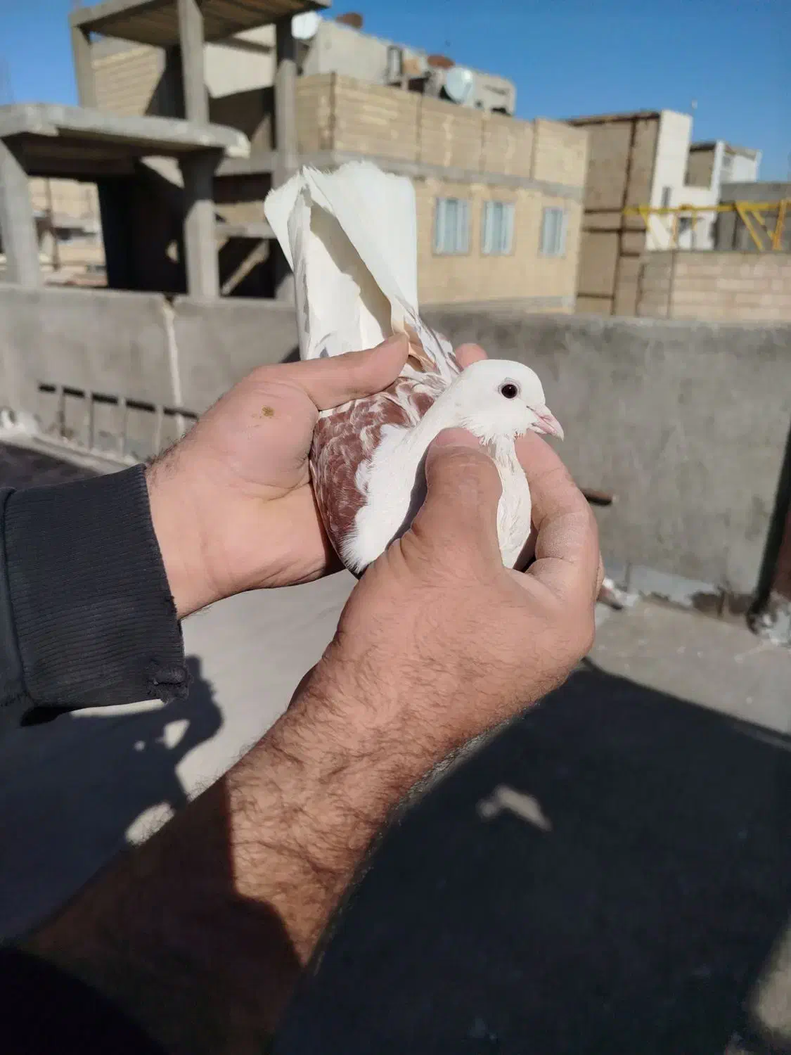 کفتر|پرنده|رباط‌کریم, نصیرشهر|دیوار