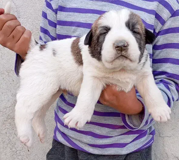 آلابای اصیل فی فقط سه|سگ|رشت, ترمینال|دیوار