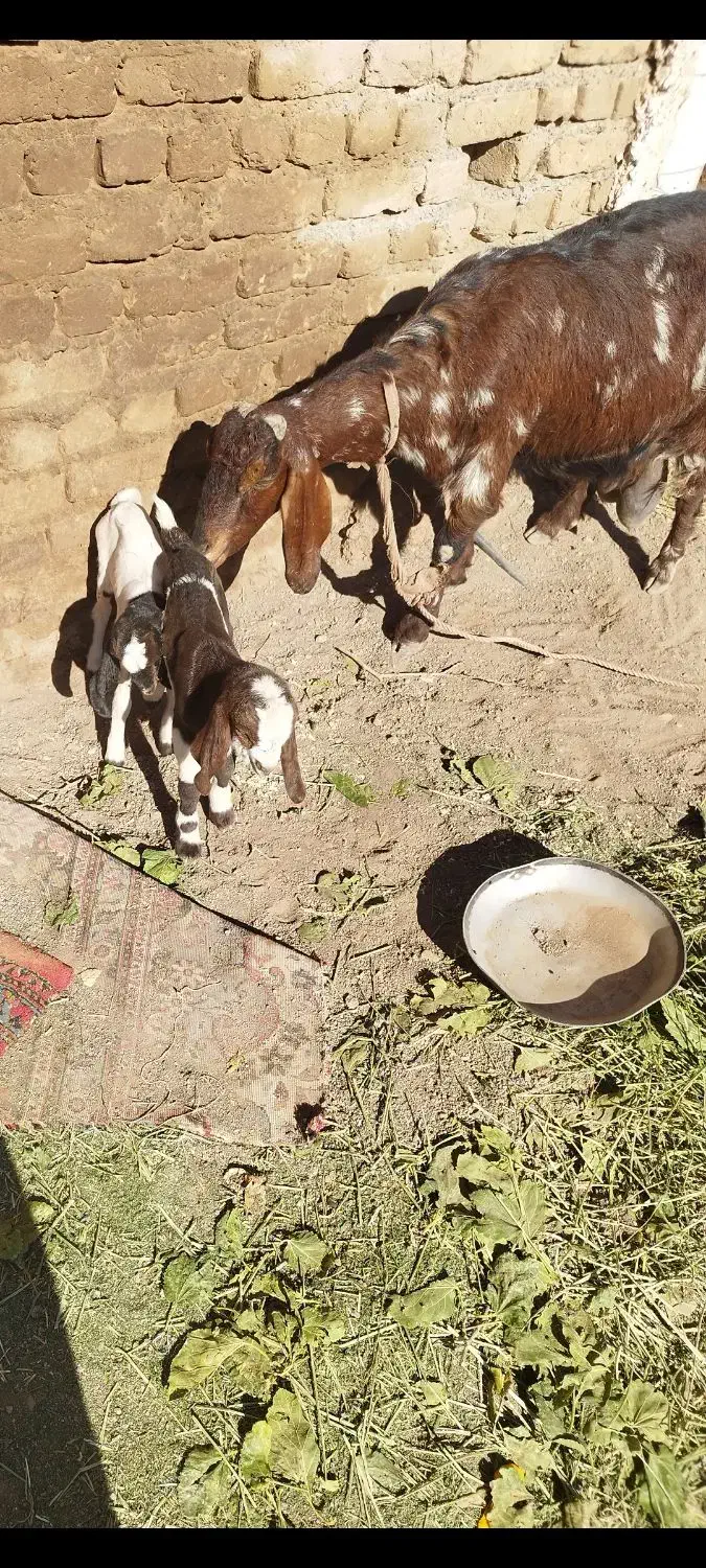 بوزدوقولوزا|حیوانات مزرعه|اشتهارد, |دیوار