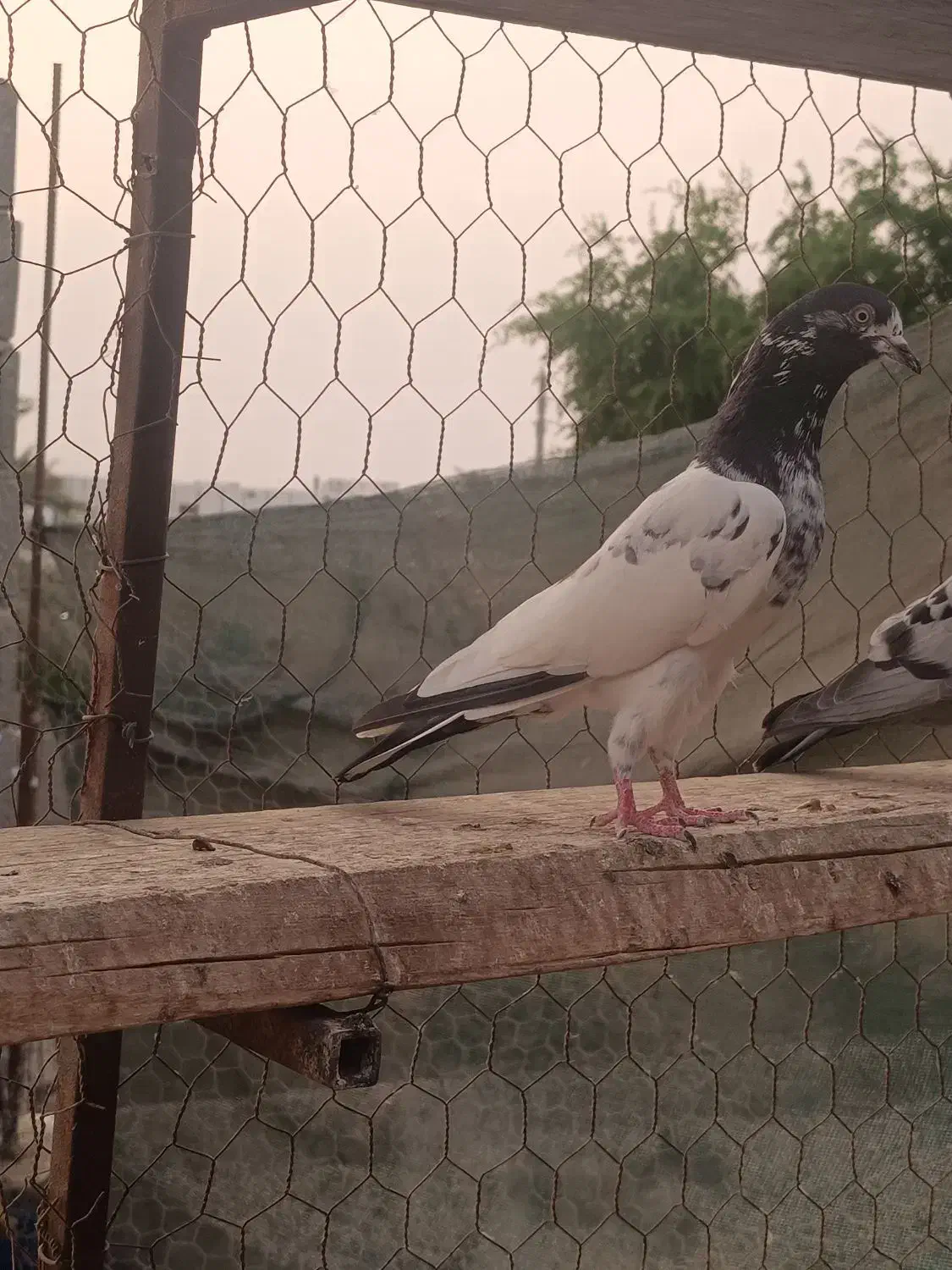 تیدی (پاکستانی)|پرنده|بندر دیر, |دیوار