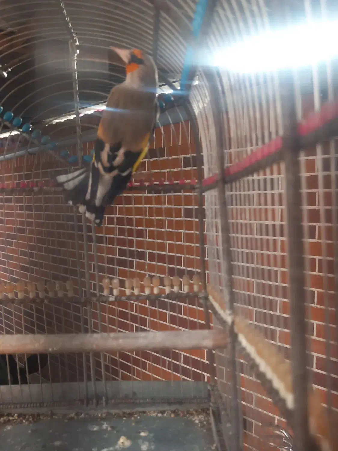 سهره نر جوجه قفس بخون|پرنده|سیرجان, |دیوار