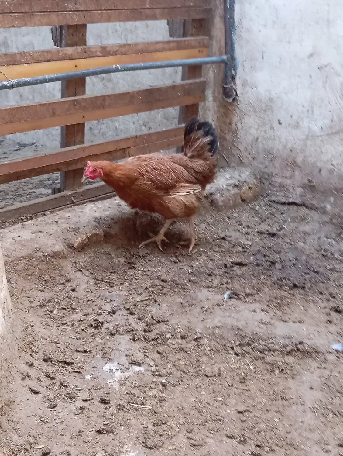 مرغ|حیوانات مزرعه|برخوار, |دیوار