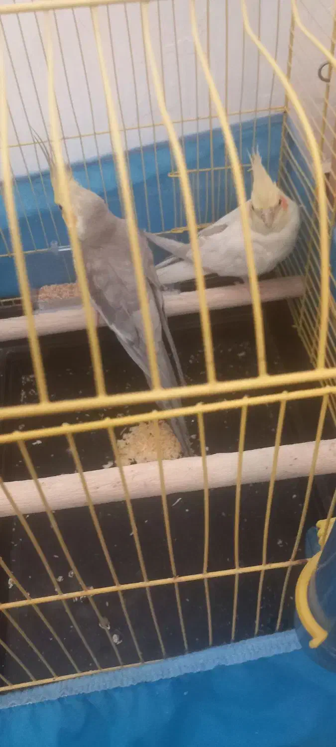 جفت عروس مولدباجوجه|پرنده|ساوه, |دیوار