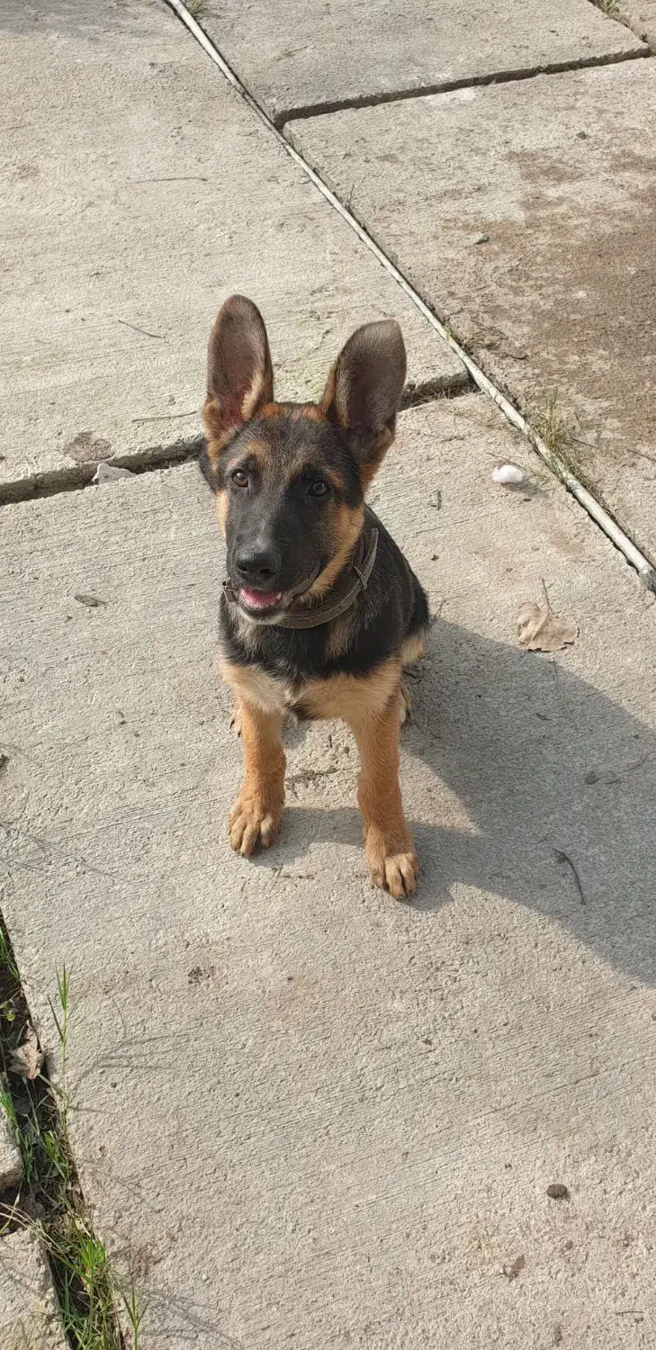 توله ژرمن|سگ|کوچصفهان, |دیوار