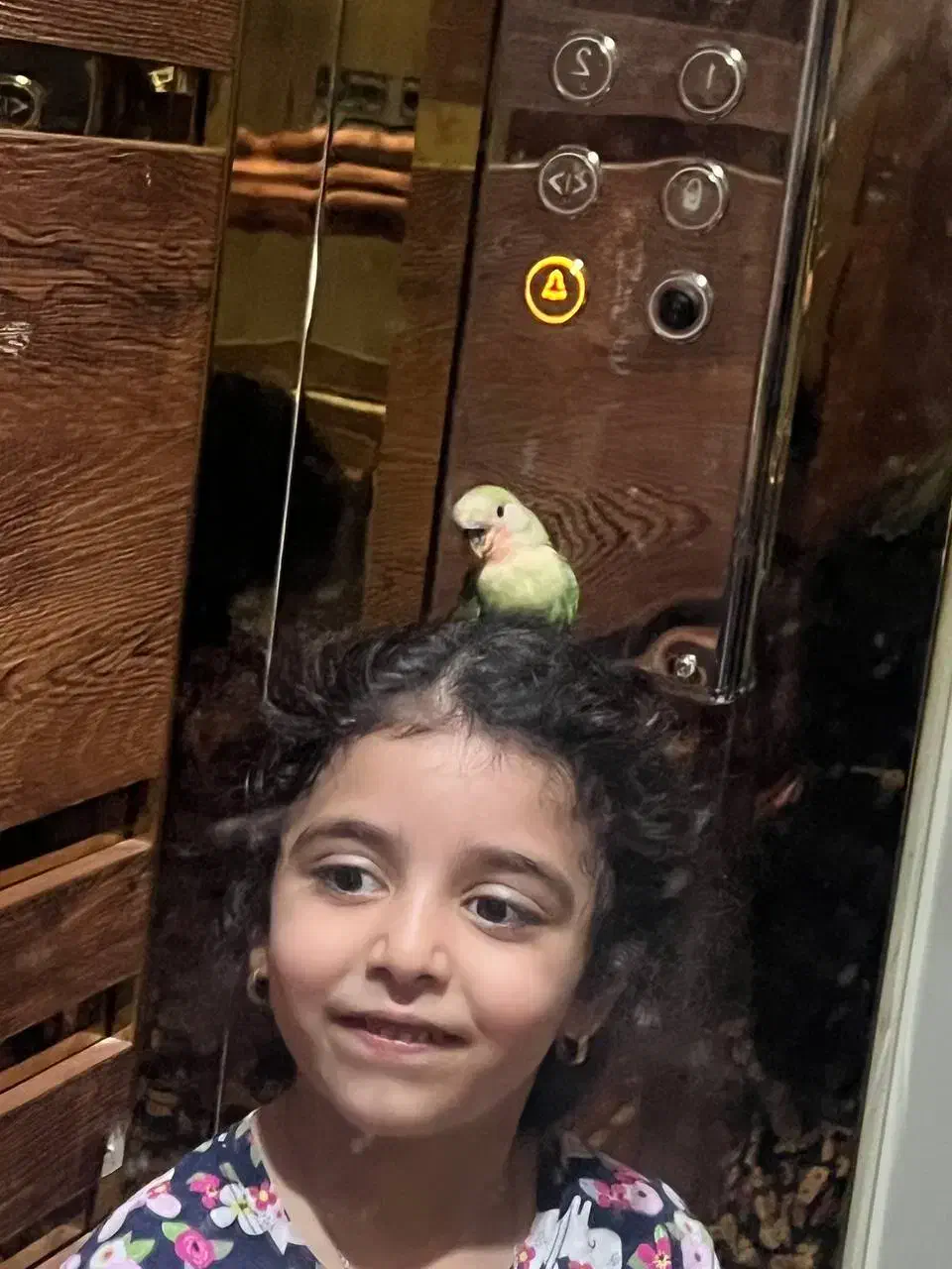 طوطی برزیلی|پرنده|چهارباغ, |دیوار