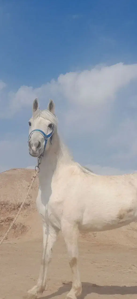 اسب|اسب و تجهیزات اسبسواری|رفسنجان, |دیوار