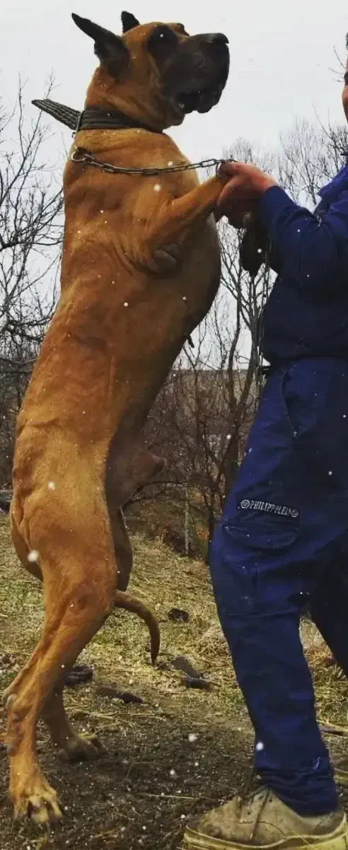 سگ گریت دین گریدین واگذاری|سگ|تهران, مجیدآباد|دیوار