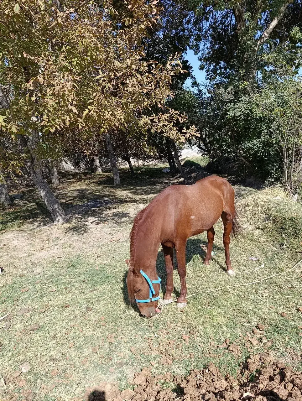 اسب کرد|اسب و تجهیزات اسبسواری|آذرشهر, |دیوار