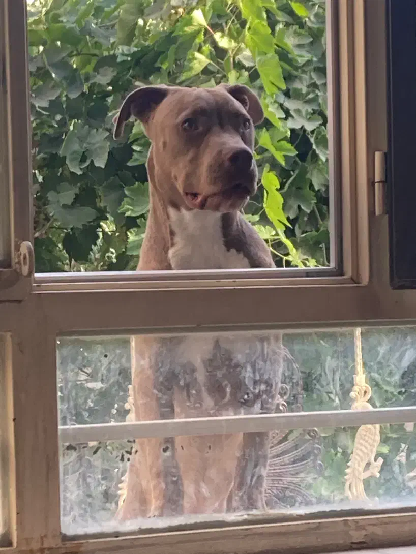 توله پیتبول|سگ|قزوین, |دیوار