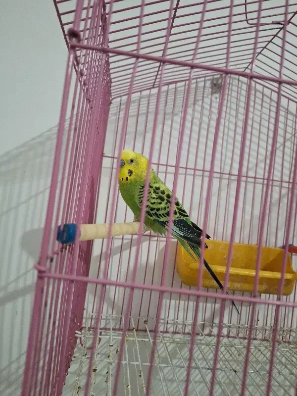 مرغ عشق نر|پرنده|آبادان, |دیوار