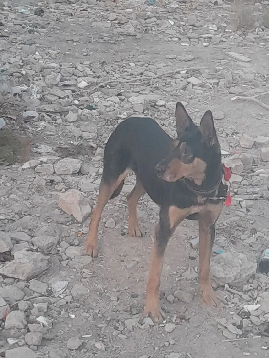 توله سگ دوبرمن خوب|سگ|قرچک, داوود آباد|دیوار