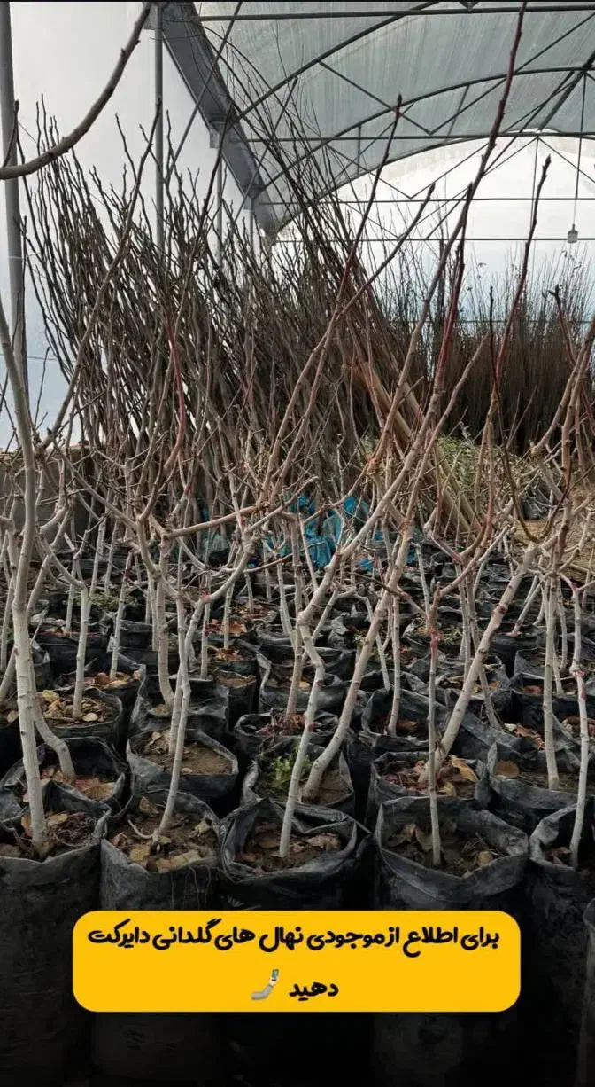 فروش انواع نهال در غرب نهال مهندس داداشی|خدمات باغبانی و درختکاری|پرهسر, |دیوار