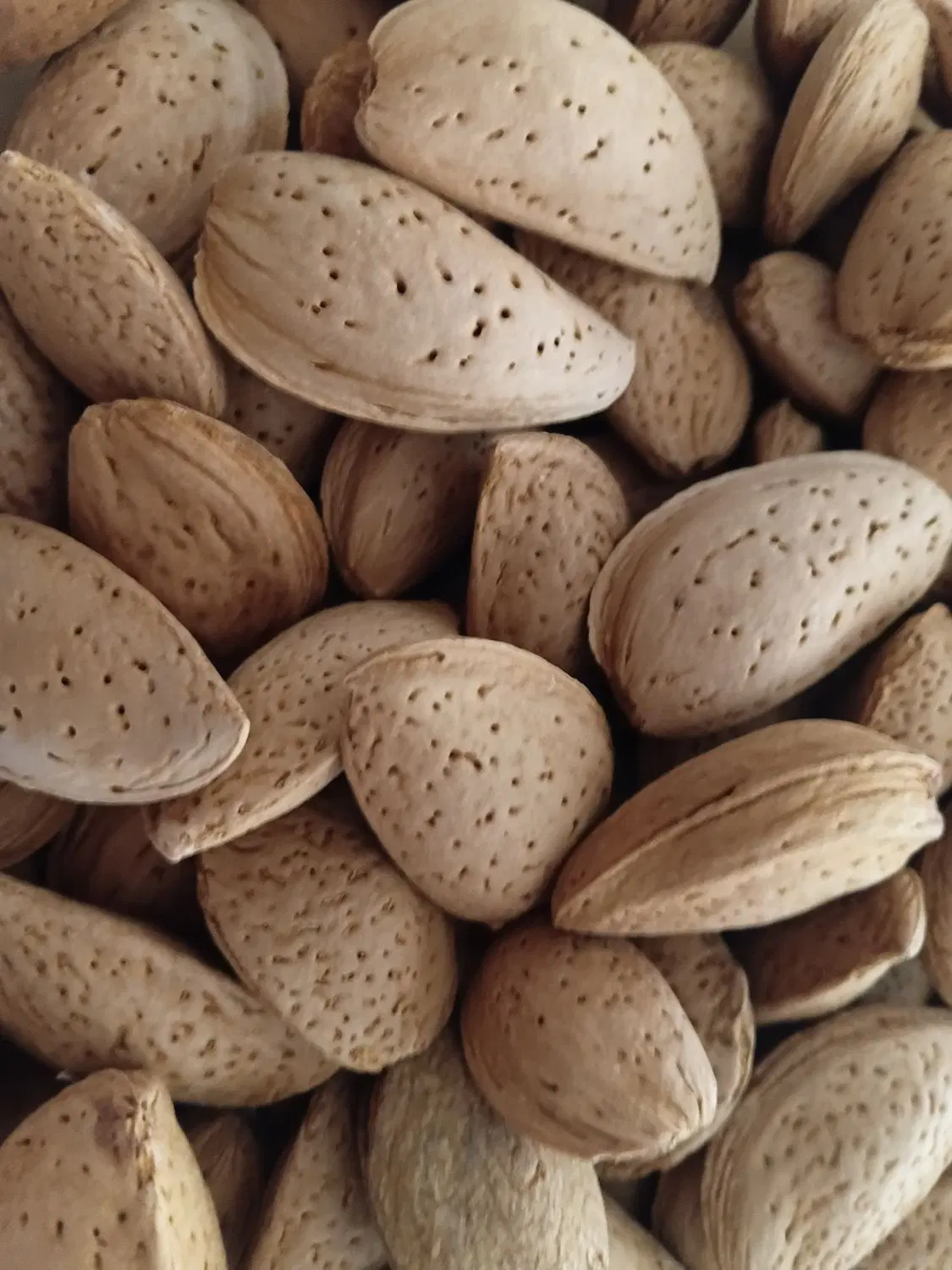 بادام سنگی|خوردنی و آشامیدنی|شیراز, دباغ خانه|دیوار