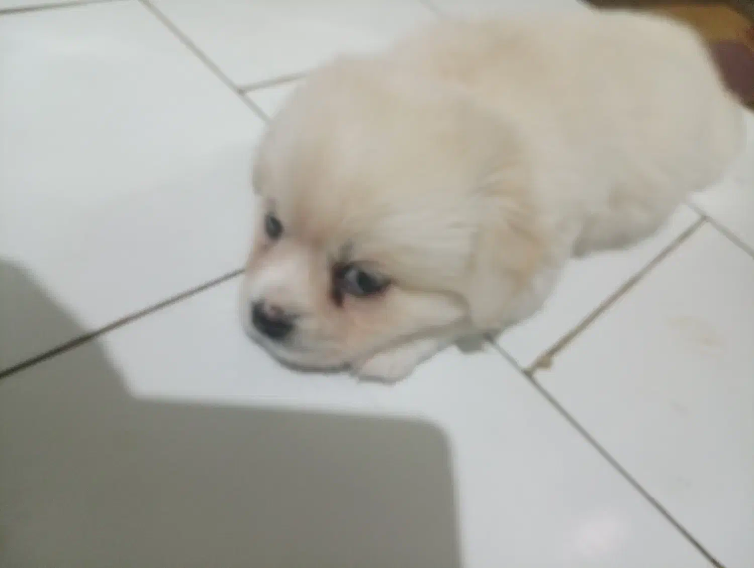 سگ پاکوتاه|سگ|تهران, کیانشهر|دیوار