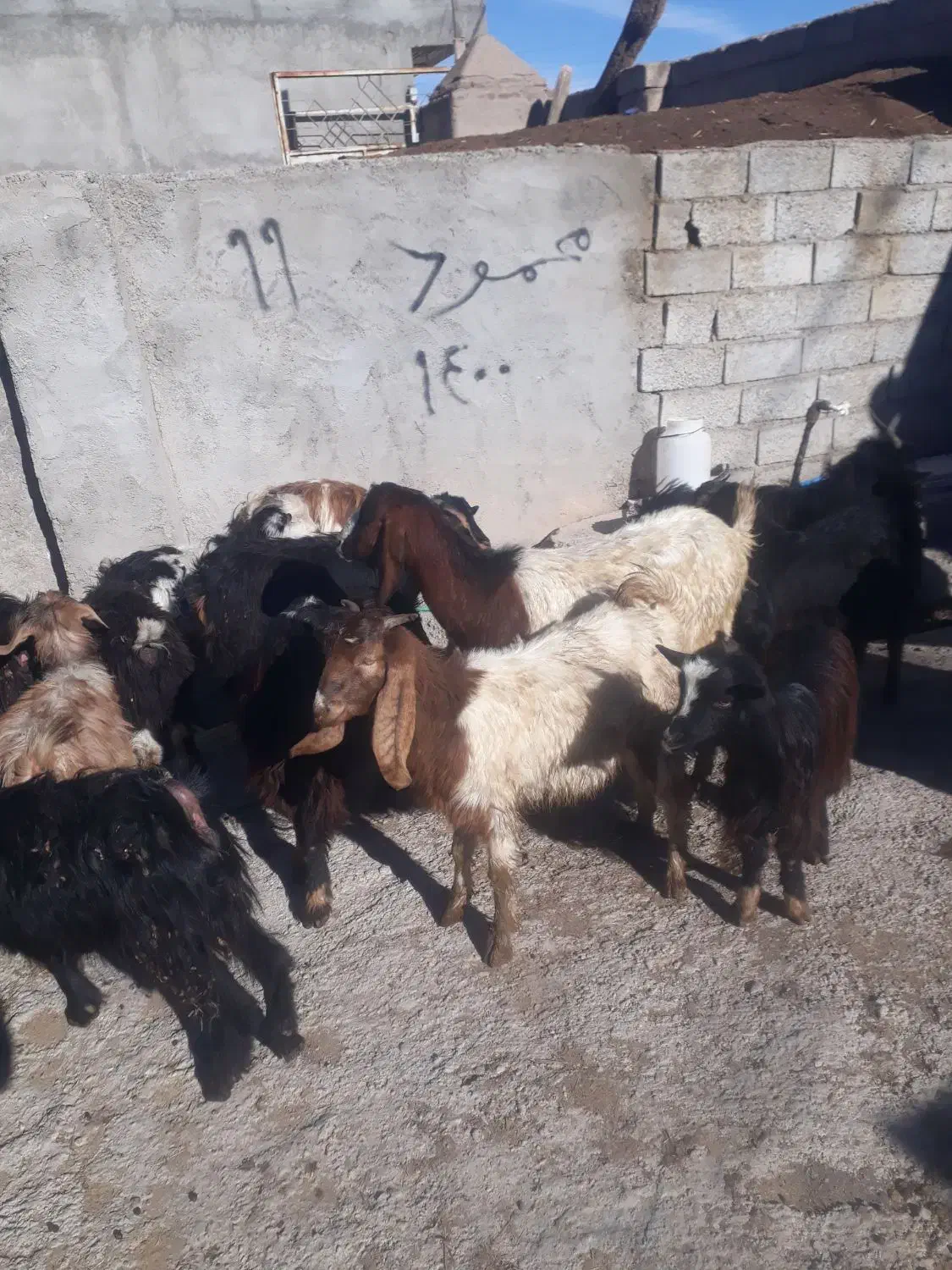 بزغاله|حیوانات مزرعه|هیر, |دیوار