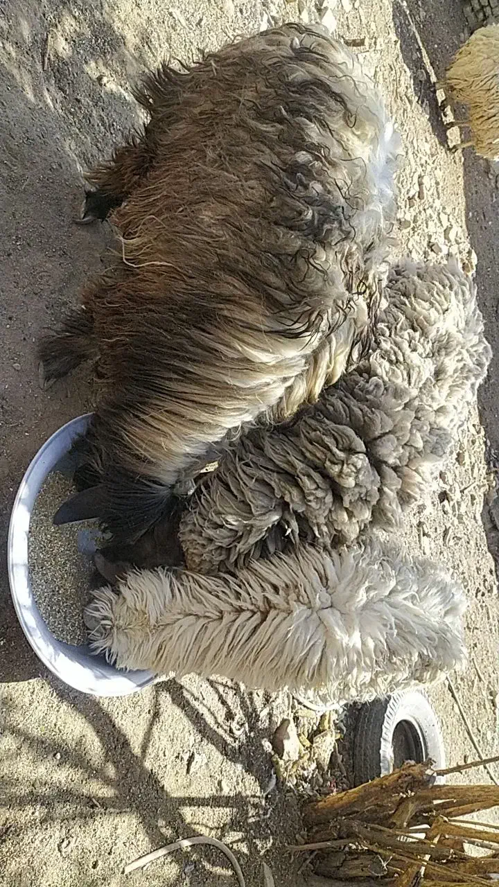 بره|حیوانات مزرعه|شاهین‌شهر, مورچه خورت|دیوار