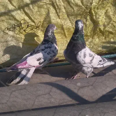 سه جفت کبوتر کفتر پرش سنگین|پرنده|رودهن, |دیوار