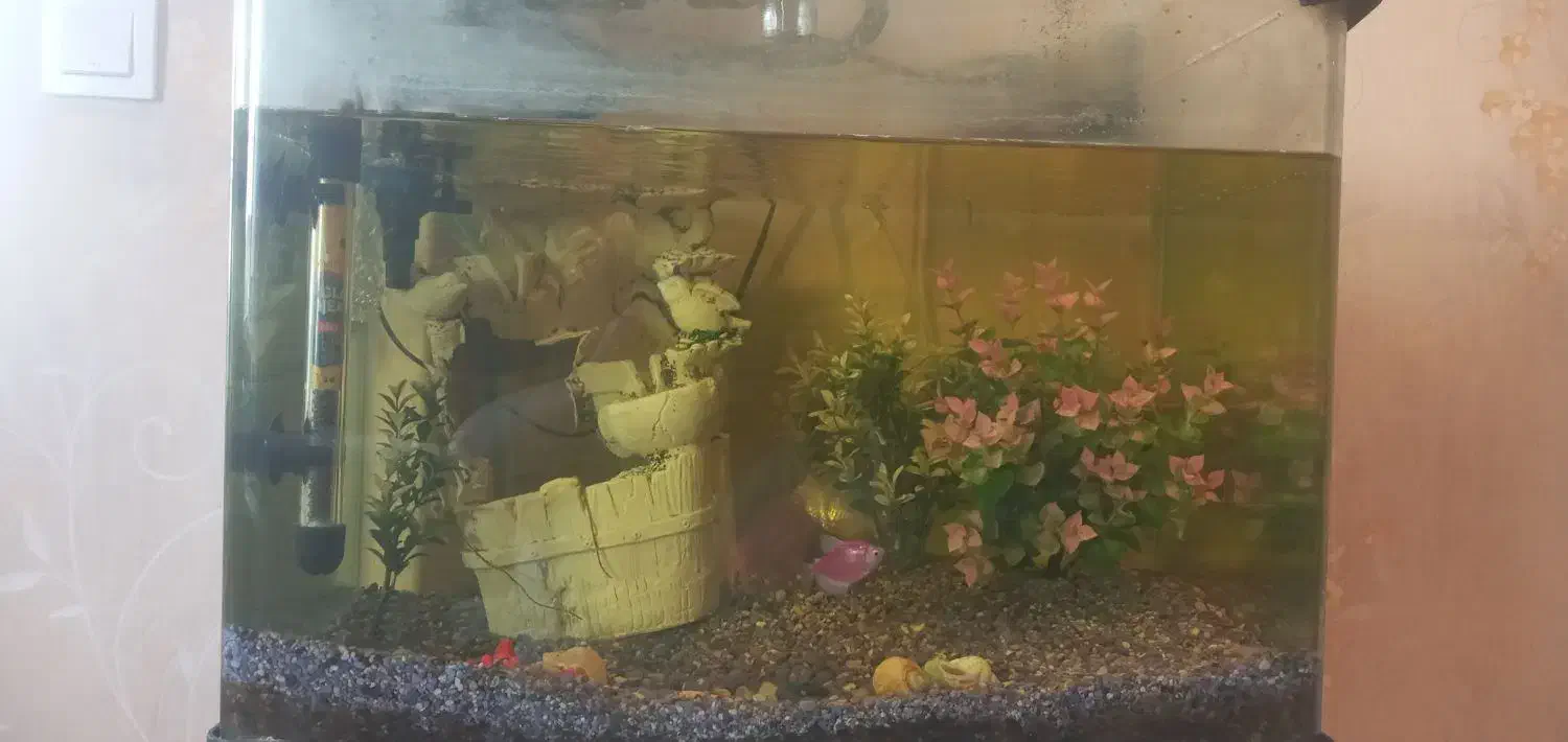 آکواریوم با شن های خلیج همیشه فارس|ماهی|بندر انزلی, ساحل قو|دیوار