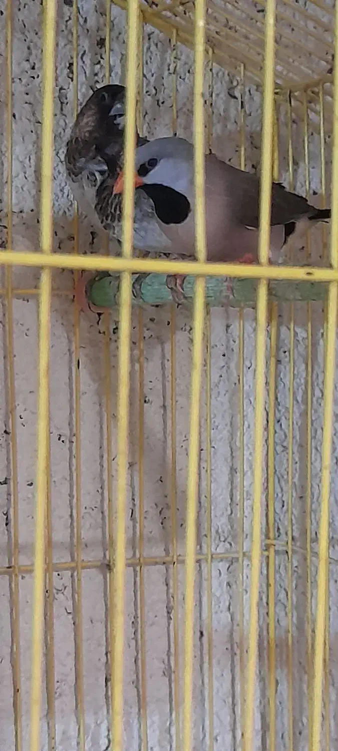 فنج کراواتی آواز خوان|پرنده|عجب شیر, |دیوار