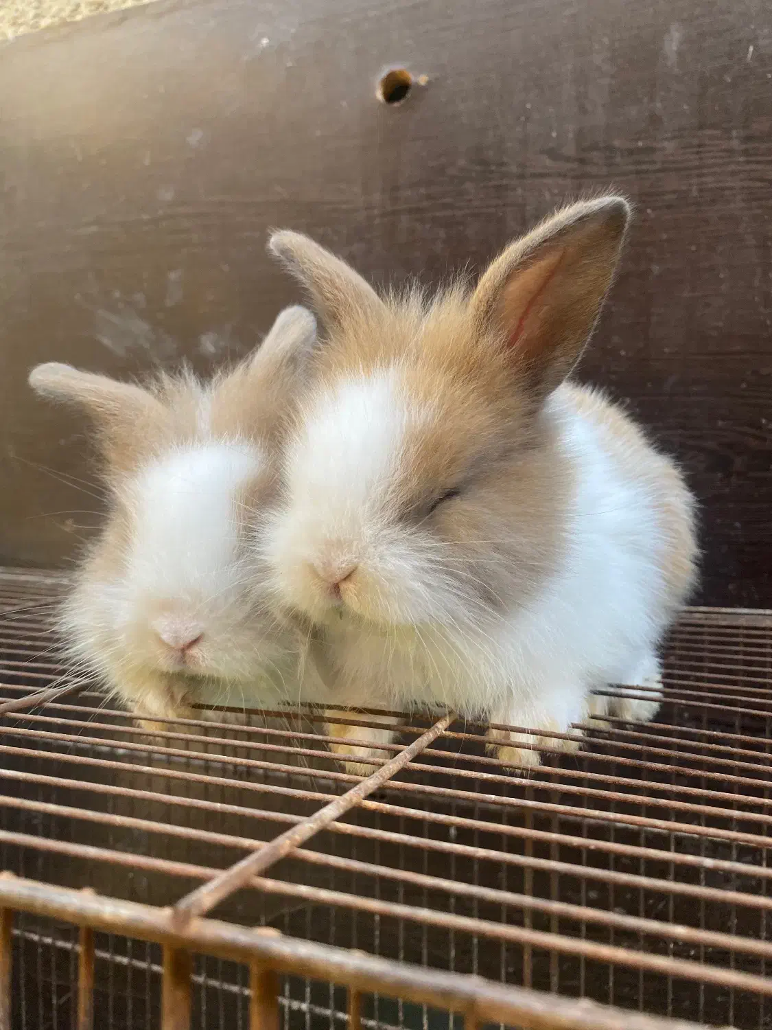 بچه خرگوش لوپ|موش و خرگوش|کردکوی, |دیوار