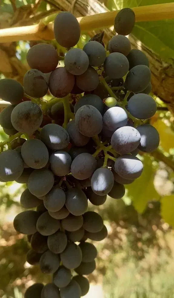 انواع نهال انگور پر ریشه|خدمات باغبانی و درختکاری|فسا, |دیوار