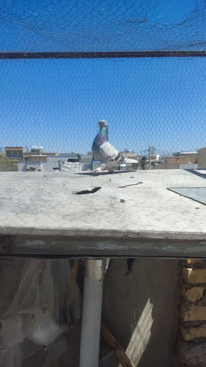 کفتر|پرنده|مرودشت, ابوذر جنوبی|دیوار