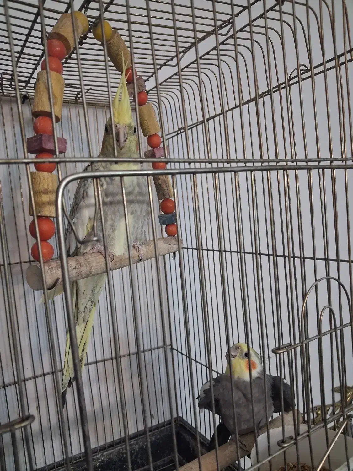 عروس هلندی|پرنده|ساوه, |دیوار