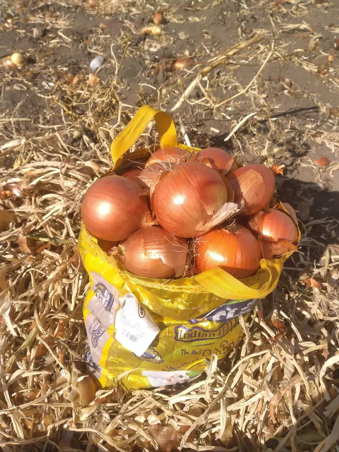 پیاز سفید قرمز|حراج|کلاشی, |دیوار