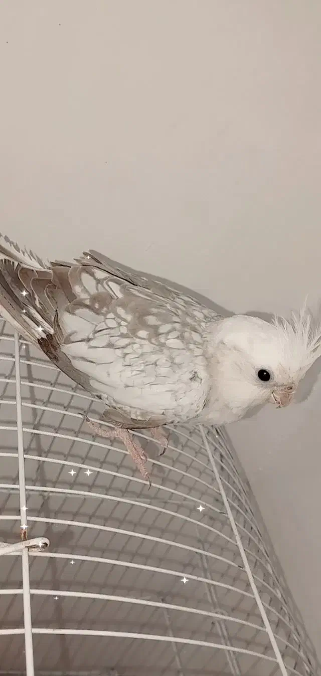 سه عدد عروس هلندی بالغ|پرنده|اهواز, پردیس|دیوار