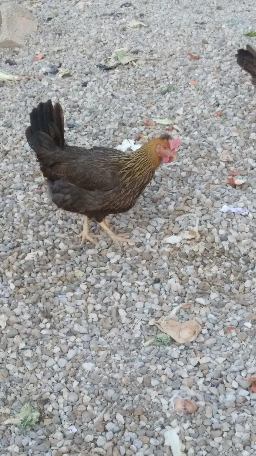 مرغ سرحال چاق و چله|حیوانات مزرعه|بندر ماهشهر, |دیوار