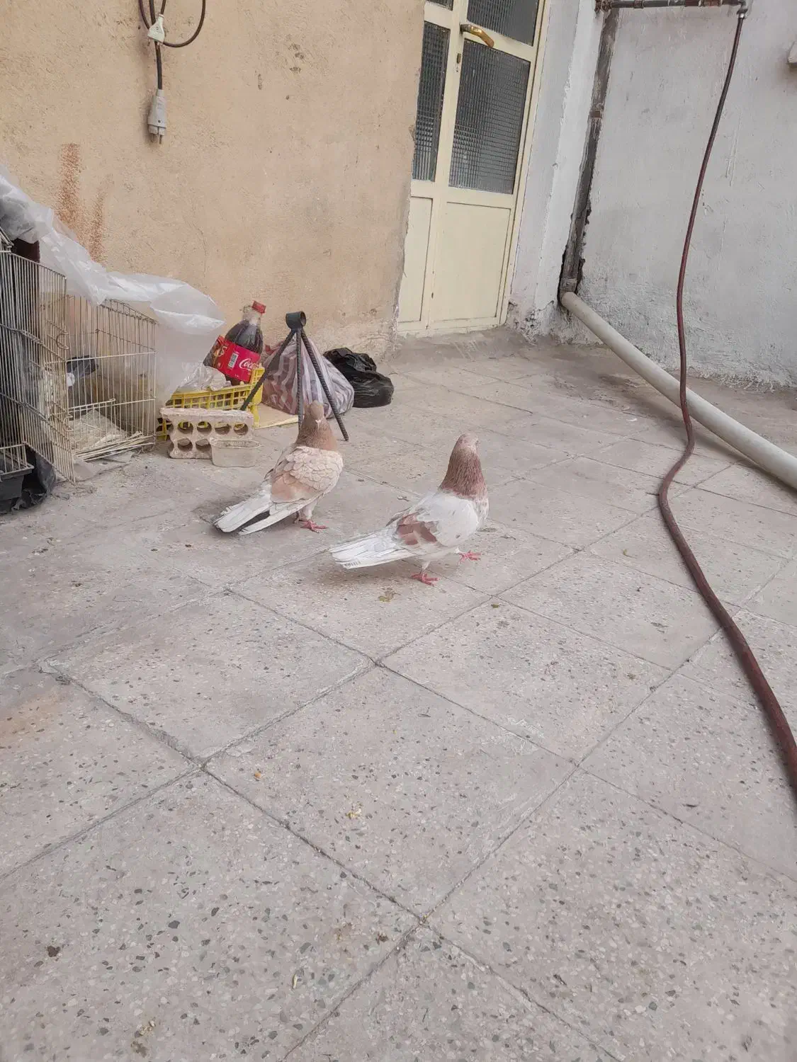 کبوتر|پرنده|ری, شهادت|دیوار