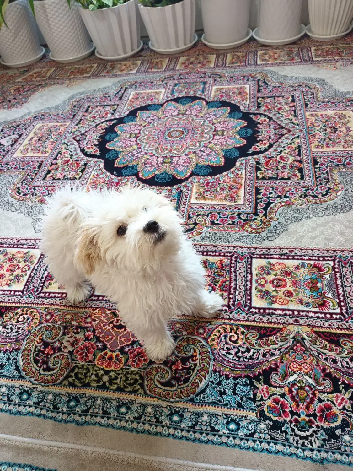 سگ پاکوتاه 2ماهه|سگ|میاندوآب, |دیوار