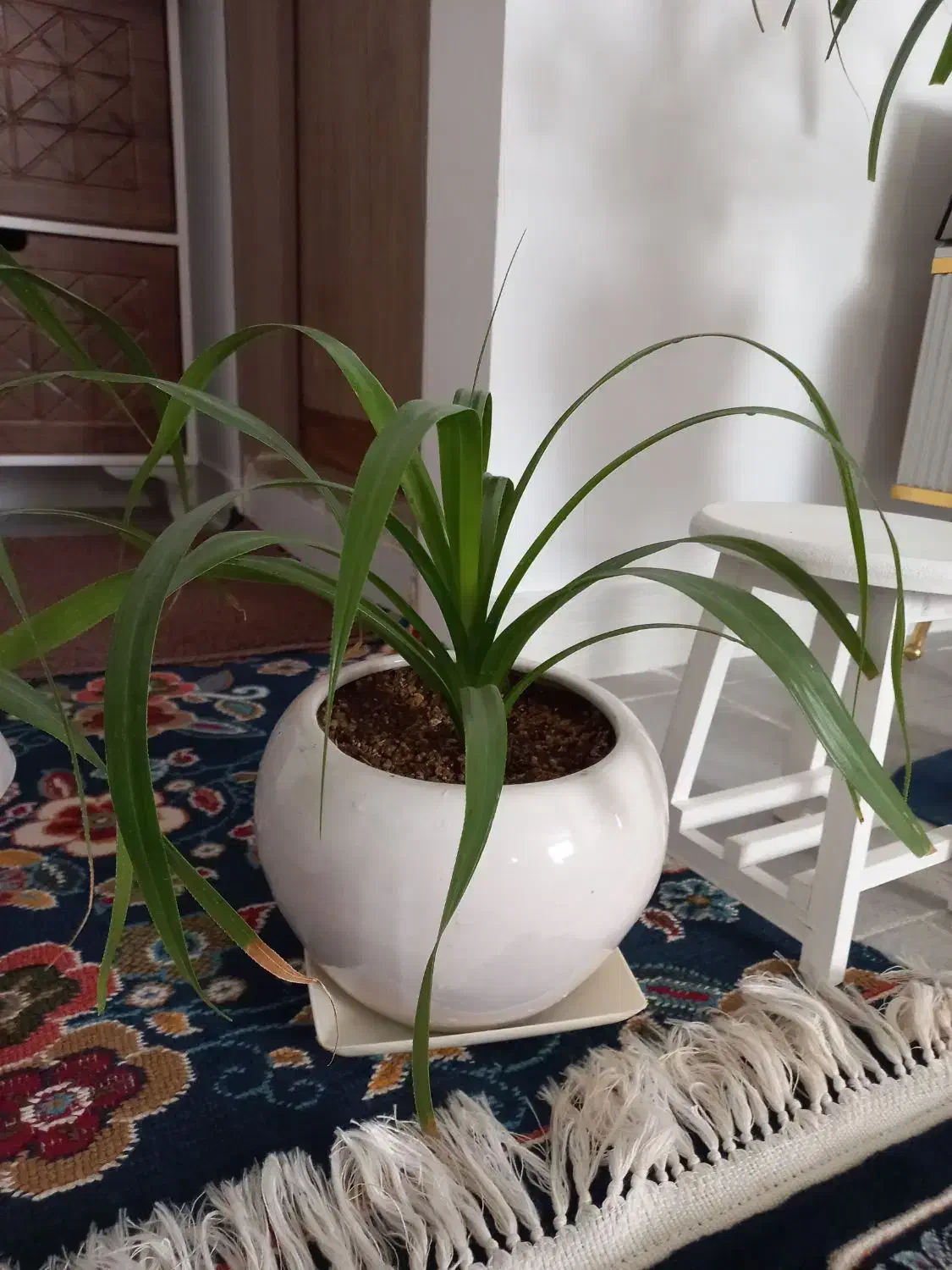 گل گندمی|گل و گیاه طبیعی|ساوه, |دیوار