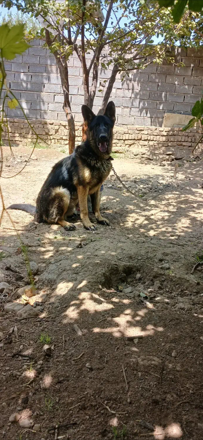 سگ ژرمن|سگ|تهران, تهرانسر شمالی|دیوار