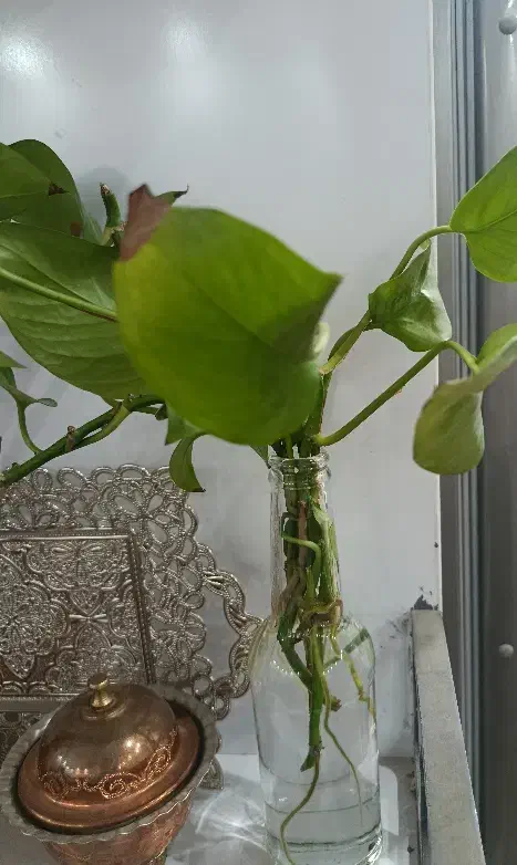 قلمه گل پتوس|گل و گیاه طبیعی|بیرجند, |دیوار