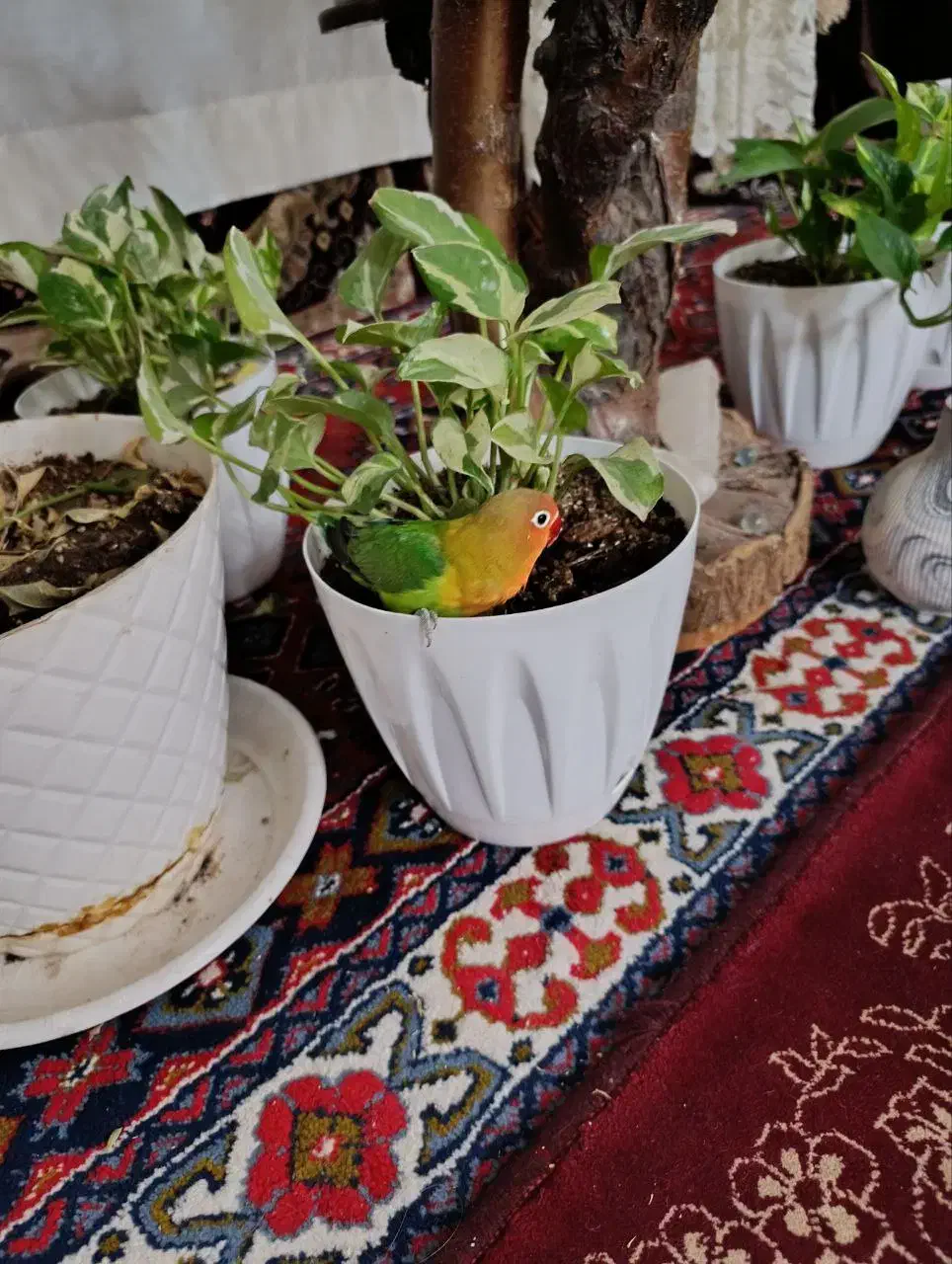 طوطی برزیلی فیشر|پرنده|قزوین, |دیوار