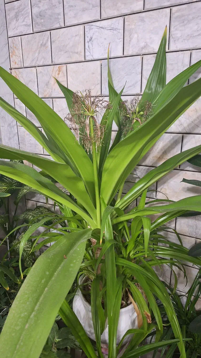 گل وگیاه|گل و گیاه طبیعی|داران, |دیوار