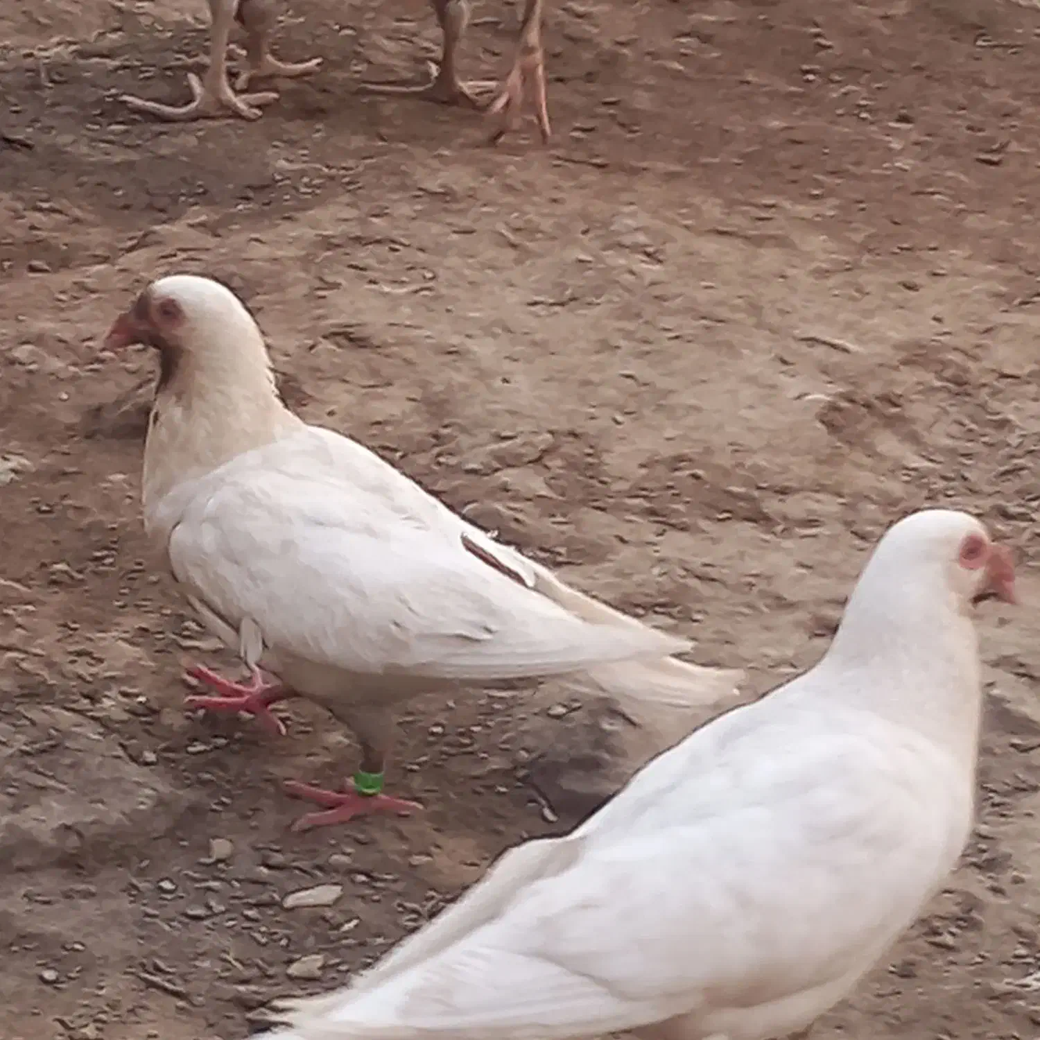 سلام کبوتر گم شده|پرنده|هامون, |دیوار