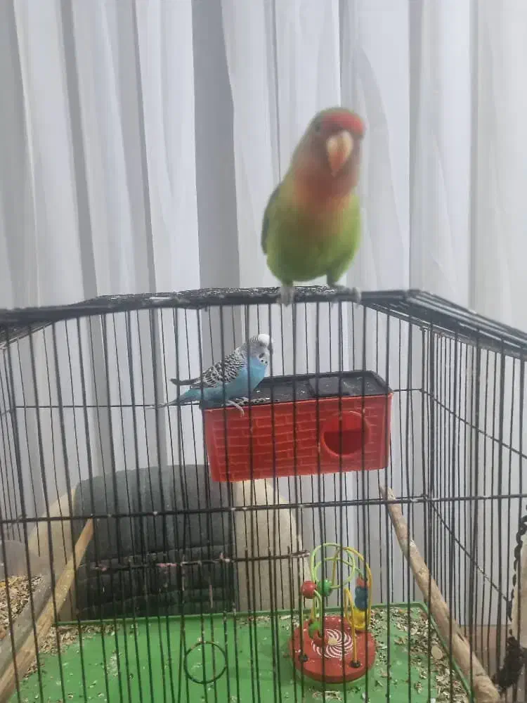 فروش طوطی برزیلی صورت هلویی در جم|پرنده|جم, |دیوار