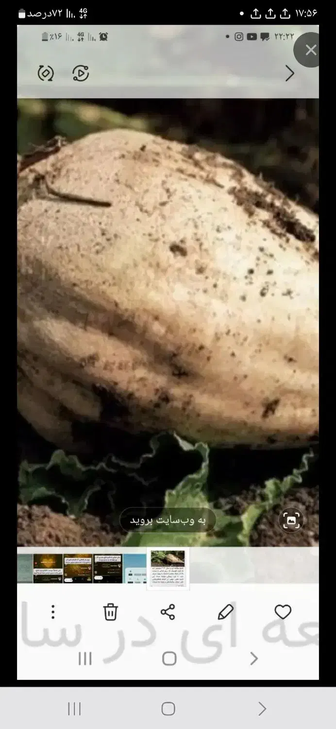 چغندر قند|خدمات باغبانی و درختکاری|خنداب, |دیوار