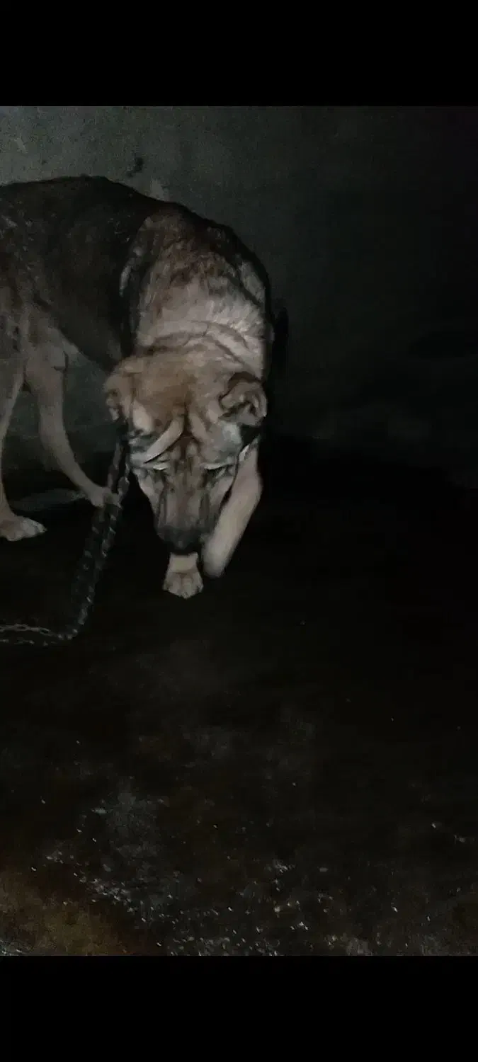 سگ پژدر|سگ|اصفهان, جاوان|دیوار