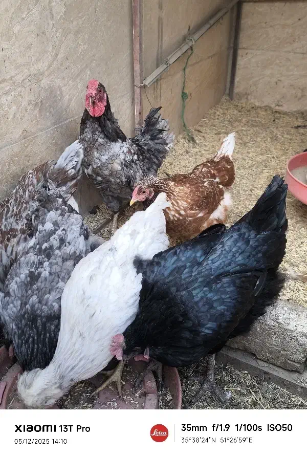 تخم نطفه دار نژاد میکس ویاندوت ایسبار|حیوانات مزرعه|تهران, کیانشهر|دیوار