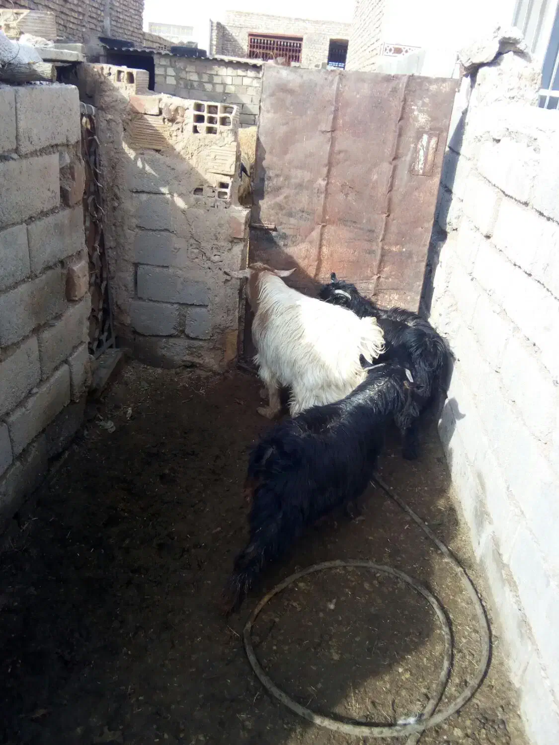 بزغاله|حیوانات مزرعه|بیرجند, |دیوار