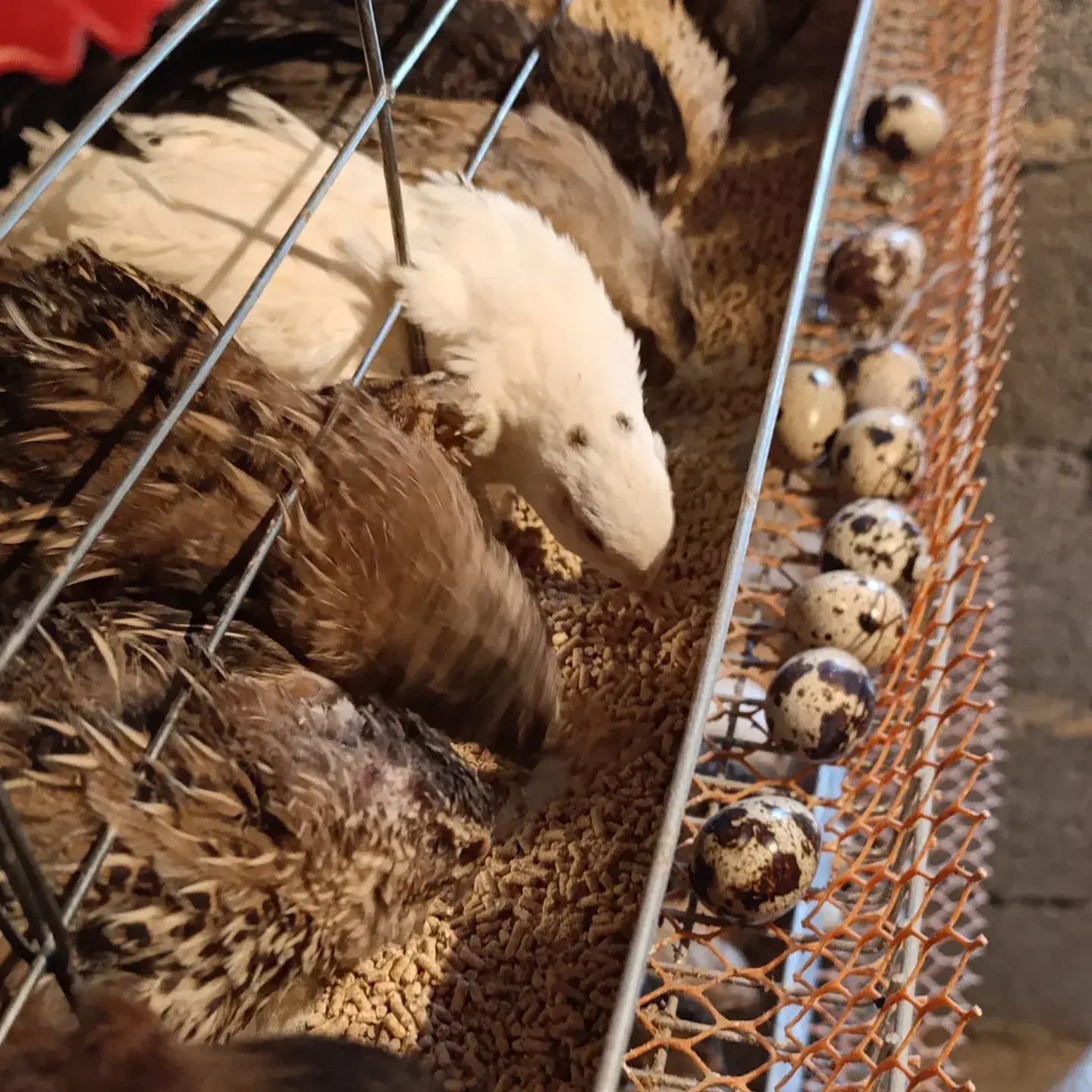 فروش بلدرچین وتخم بلدرچین|حیوانات مزرعه|سیاهکل, |دیوار