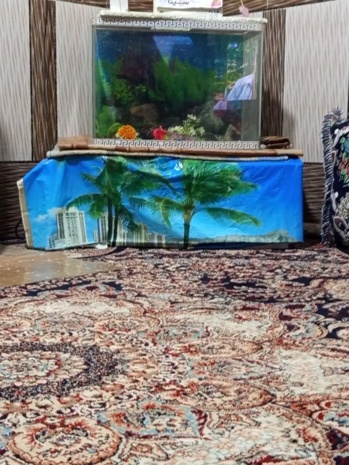 اگواریوم|ماهی|میناب, |دیوار