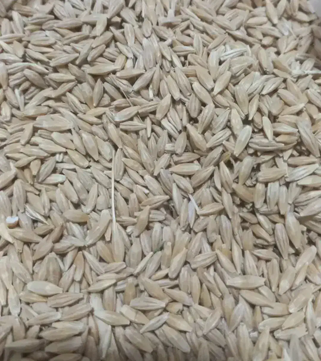 جو و گندم|عمده‌فروشی|کرمانشاه, |دیوار