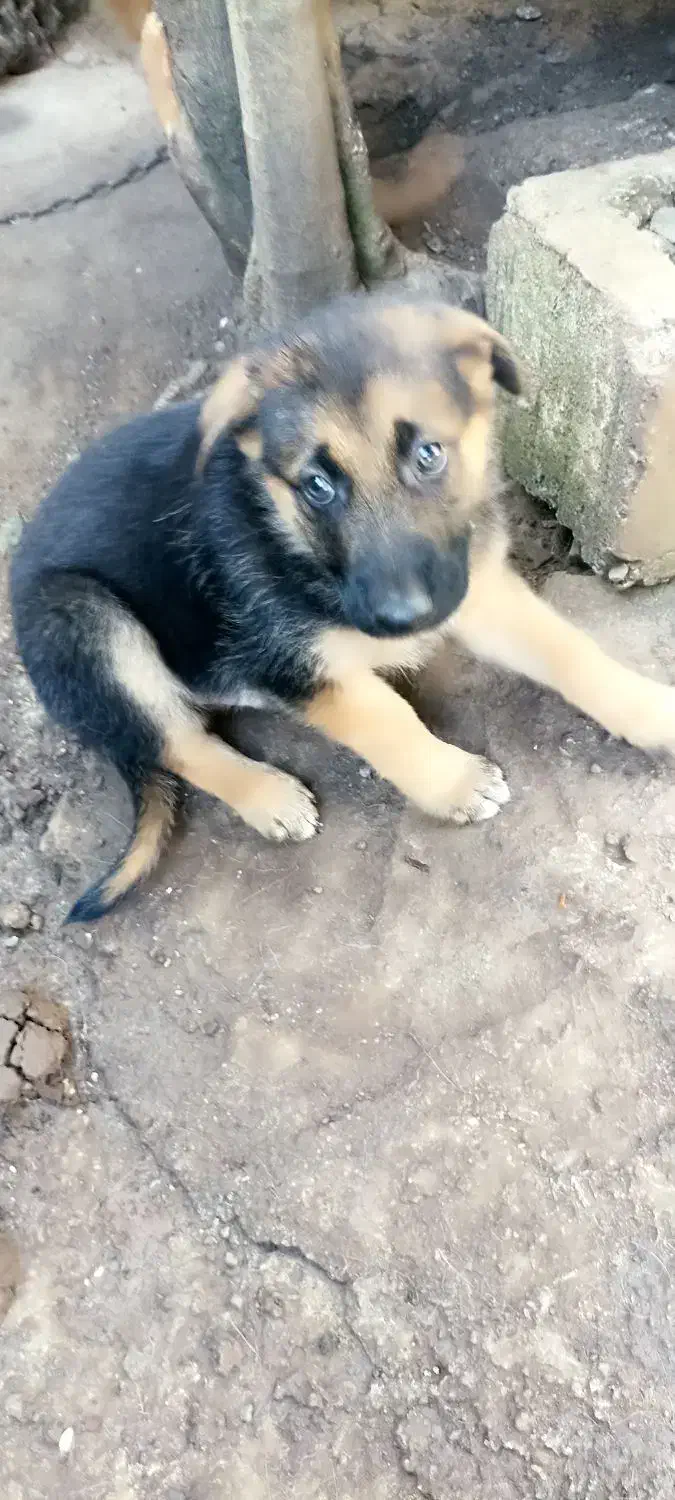 توله ژرمن دو ماهه نر|سگ|رشت, بیجارپس|دیوار