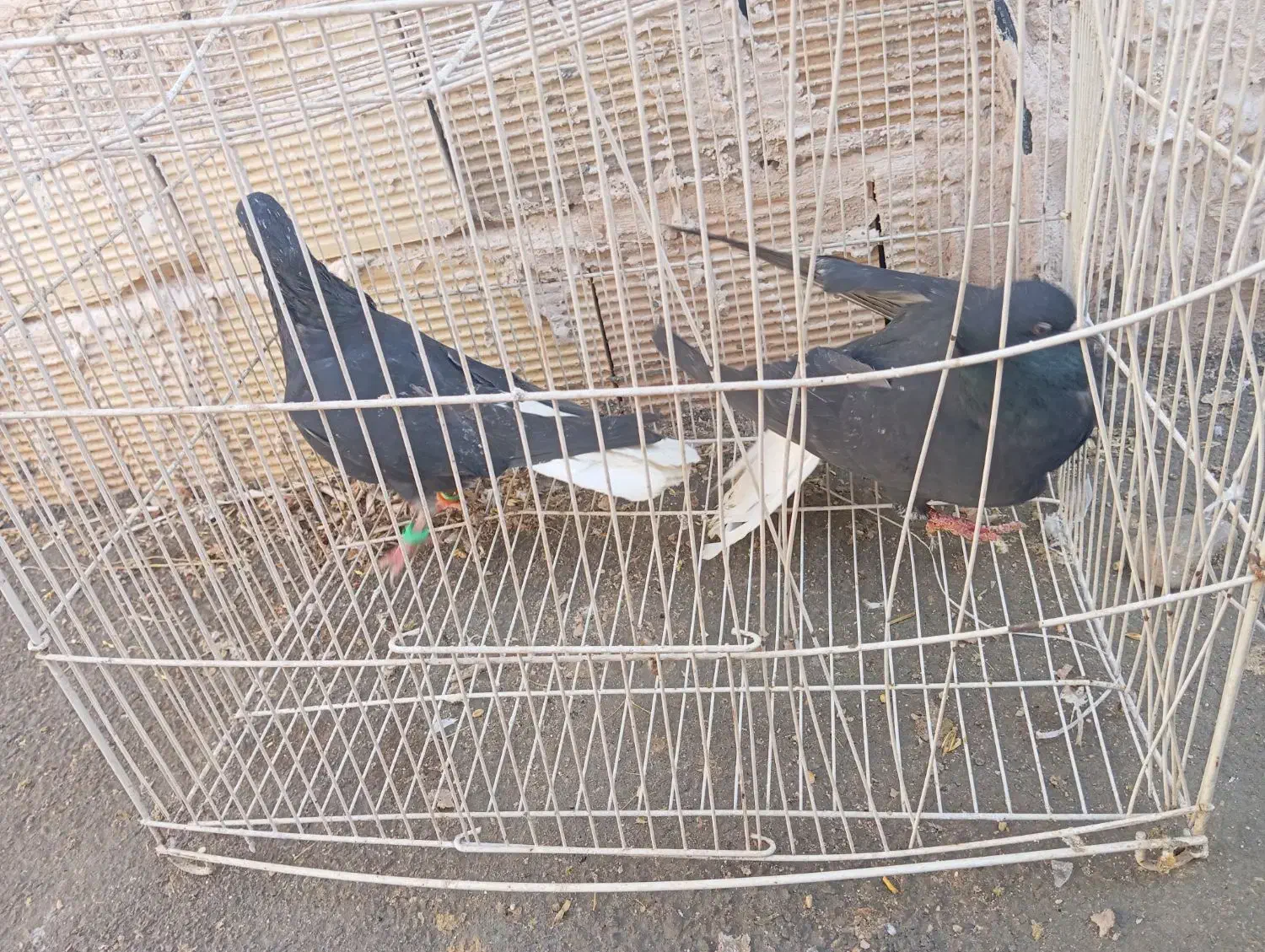 داغ دم سفید|پرنده|چناران, |دیوار