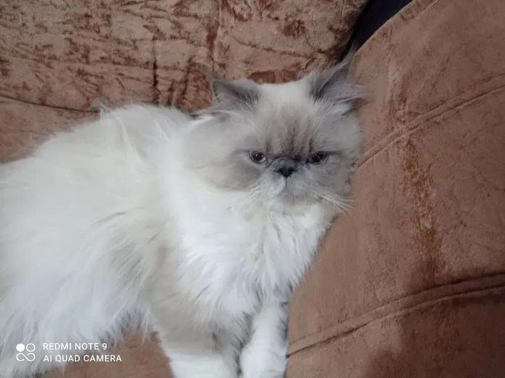 فروش گربه هیمالین پرشین|گربه|اهواز, کیانپارس |دیوار